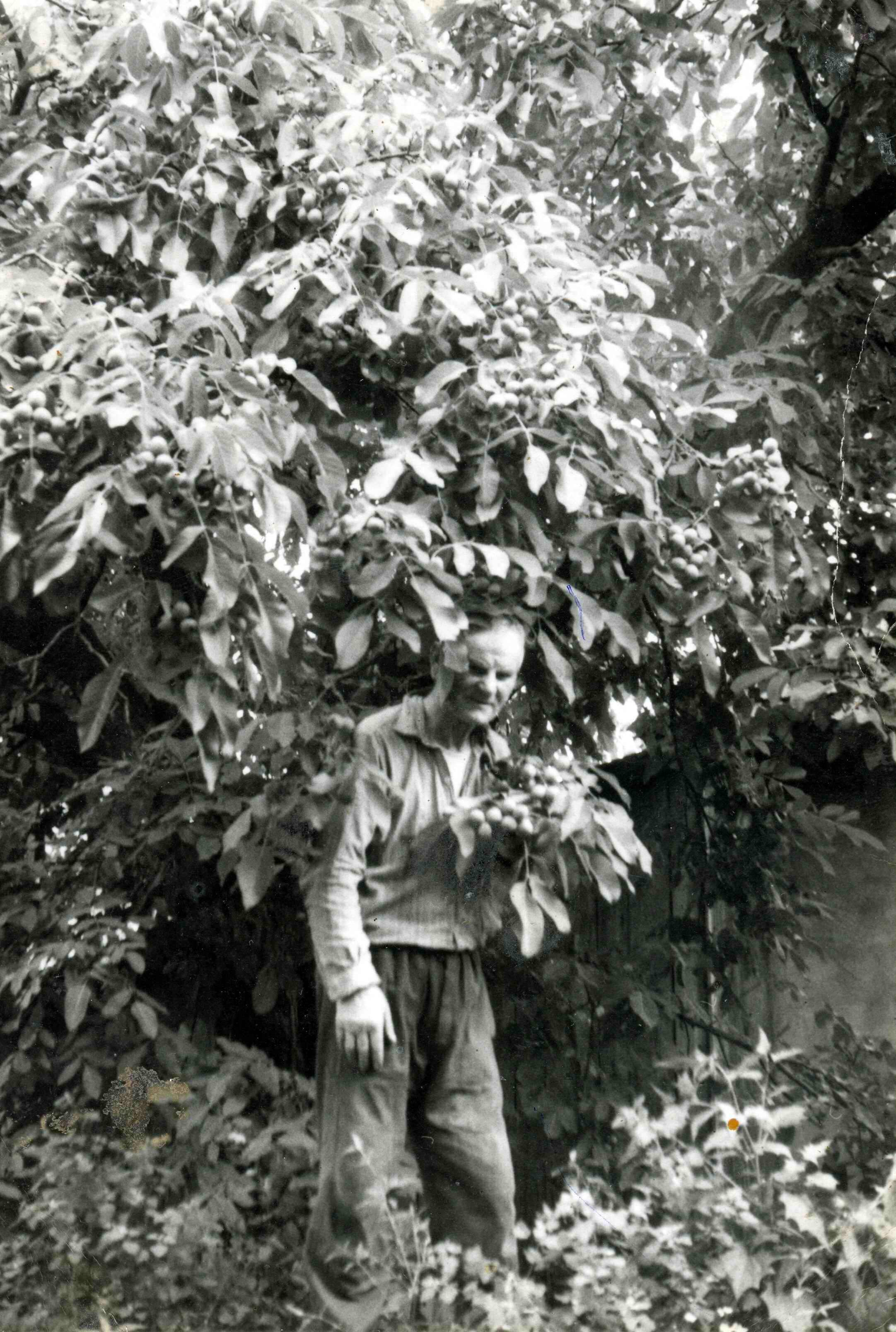 Pan Popovic vo svojej zahrade pod stromami
